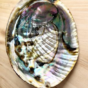 Coquille d'Ormeau