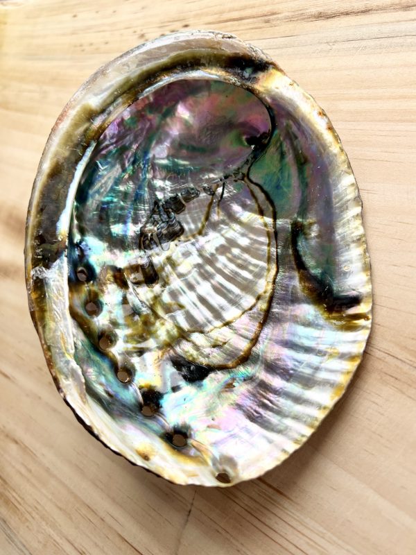 Coquille d’Ormeau lophelia