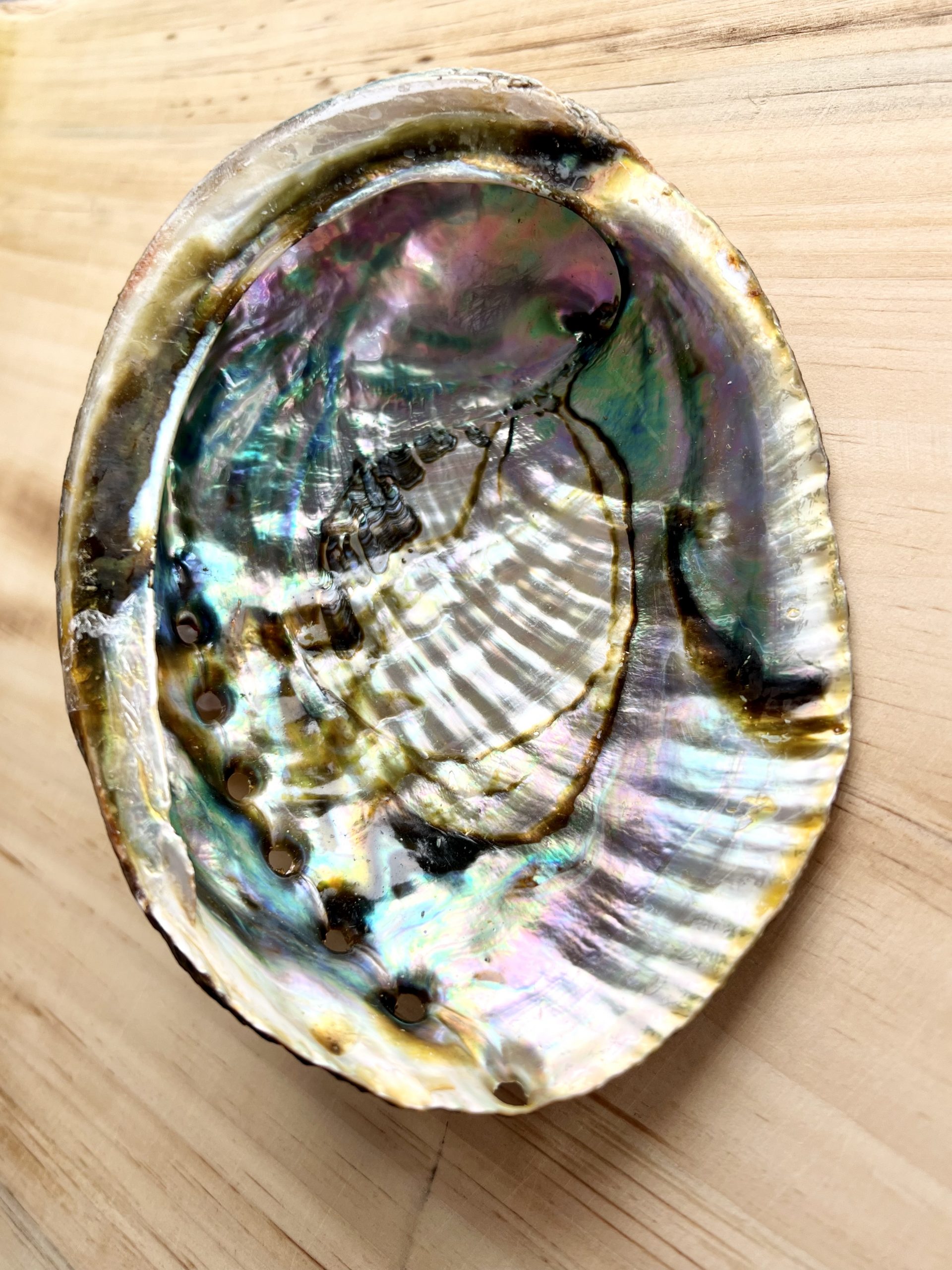 Coquille d’Ormeau lophelia